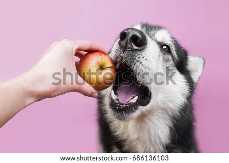 A dog breed alaskan malamute eating a red and yellow apple from human hand. In picture only a dog and a hand.