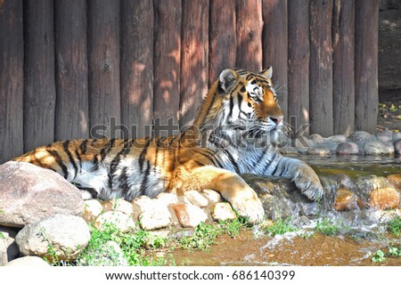The amur tiger. The guardian of water