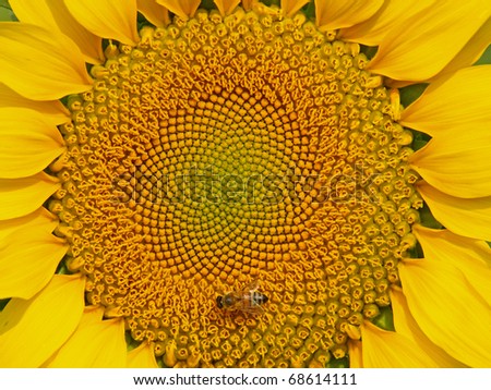 Closeup Picture of Sunflower
