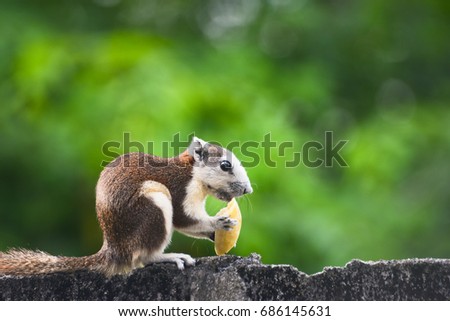 Brown squirrel eating banana on the concrete wall with blurry green tree background.