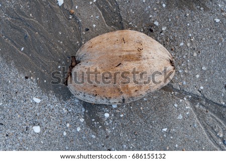 coconut on the beach with sea and blue sky