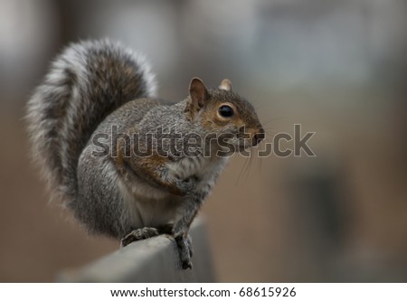 squirrel sitting in a park