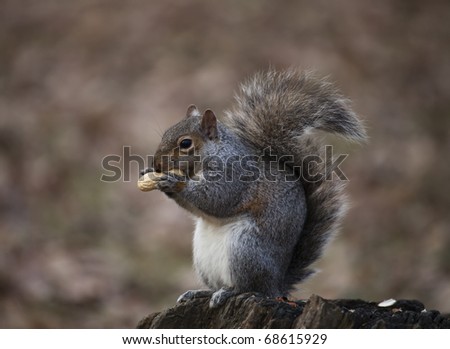 squirrel eating a nut in a park