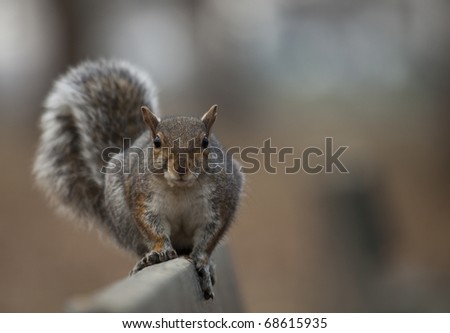squirrel sitting in a park