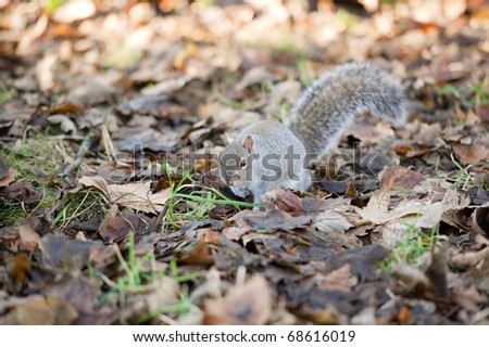 Grey Squirrel in woodland setting with copy space and selective focus.