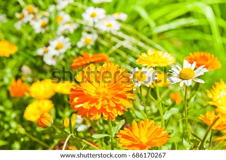 Calendula and daisies in sunny summer day