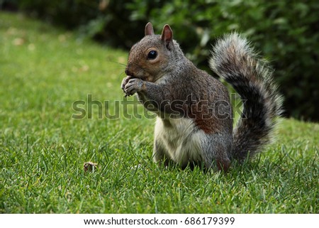 Close-up of a squirrel eating a nut on the grass of a lawn in a city park in London were they are a real pest.