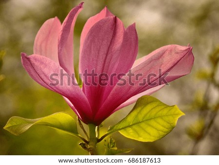 Magnolia flower with green leaves
