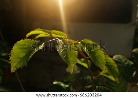 Morning leaves with flare light.
