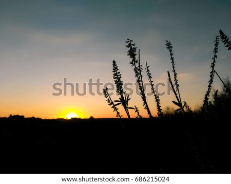 Silhouettes of wild field plants against the evening sky and sun at sunset