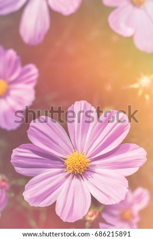Closeup pink cosmos flowers blooming with bright sunlight on blurred nature background. Outdoor at the daytime on summer day. Vintage effect tone. Shallow depth of field (dof), selective focus.