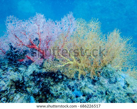 organism
under the sea