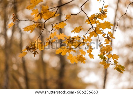 Autumn. Trees and yellow leaves. Maple. Maple leaves in the sun. Forest.