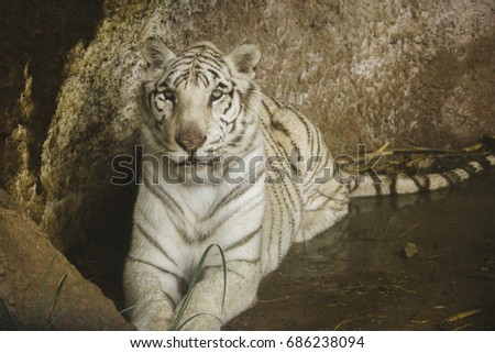 white tiger wild animals