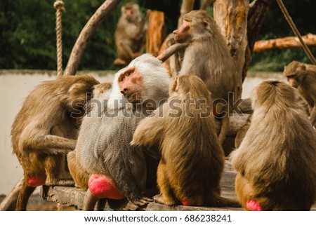 monkey papio hamadryas wild animals