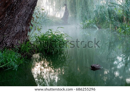 A misty and congested morning near a small river. A beautiful landscape place, where in the morning very often there is a thick fog and beautiful light. This photo was taken in the summer at sunrise.