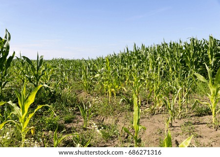 green cornfield with blue sky