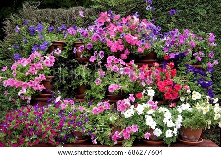 colorful garden flowers, Petunias, floral picture 