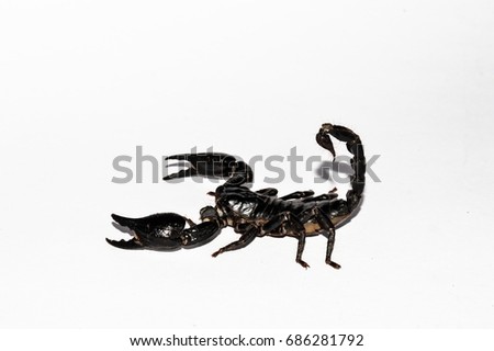 Black Scorpion on the white back ground