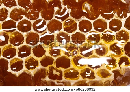 Honeycomb with honey in closeup. Macro