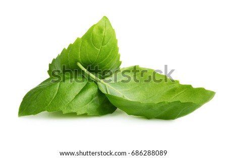 Green fresh basil leaves isolated on white background Royalty-Free Stock Photo #686288089