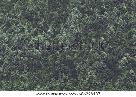 minimalist coniferous nordic forest background