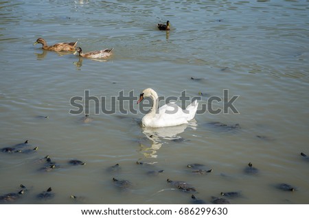 The lake in which the swan, turtles and ducks swim in a bright sunny day at the Villa Pamphili in Rome, Italy