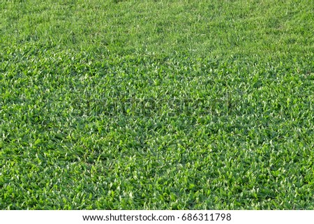 Pattern of beautiful green grass background on the sport field.