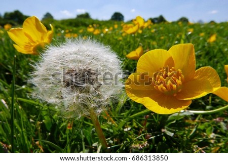 Close up of a Buttercup and Dandelion Clock with many more in the background that are slightly blurred. It's a spring morning in Hungerford, West Berkshire, England.