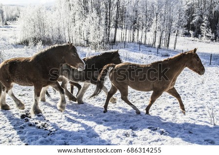 Herd of horses running in the snow.