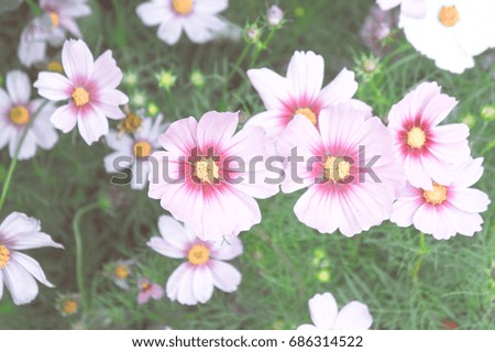 cosmos flowers vintage , flowers garden , pink nature flowers