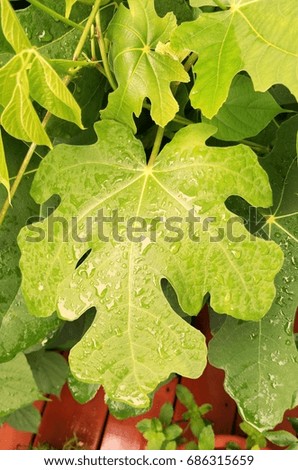 figs leaves