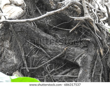 Roots Big Trunk texture, Seamless tree bark background. Cut Texture of the old tree.