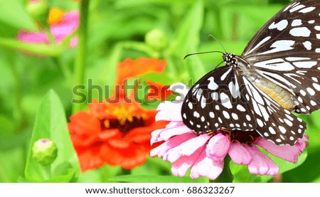 Butterfly collect nectar from flower, butterfly on flower in the garden with colorful and green background for wallpaper, space copy and background