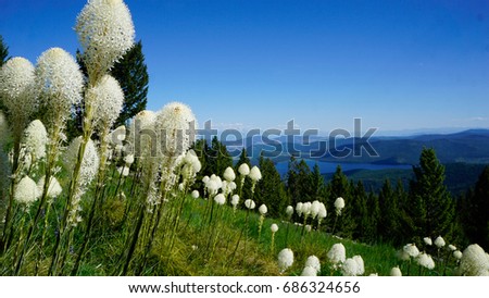 A picture of a meadow in the Rocky Mountains covered in Bear Grass, with part of the Flathead valley in view.