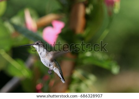 Ruby Throated Hummingbird in Flight - Photograph of a hummingbird in flight with Mandevilla flowers and vine in the background.  Selective focus on the hummingbird. 