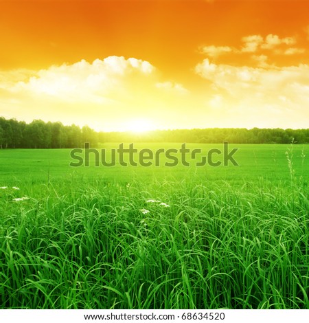 Sunset and field of green grass.
