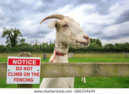 Goat standing on a wooden fence next to a no climbing sign