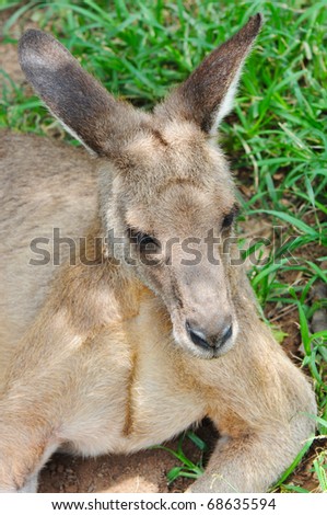 Close-up Portrait of a Resting Kangaroo