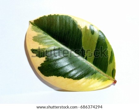 Military Leaf
