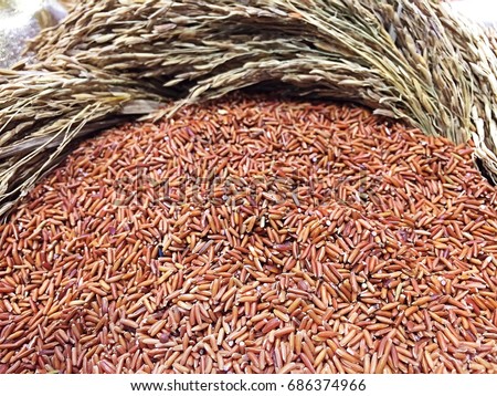 Organic brown rice of Thailand named Sangyod rice in Thai. Its character is small,  long, slender grain and dark-red pericarp.  Focus on the foreground of the photo.