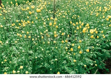 Chrysanthemum  flower