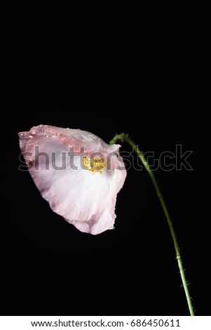 poppy flower on the black background
