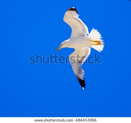 Seagull under blue sky - Cyclades, Greece