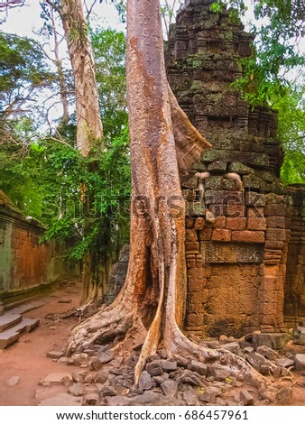 The picture of trees and temple, Angkor, Cambodia