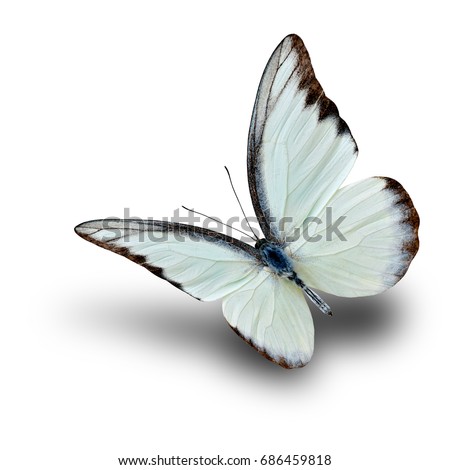Chocolate Albatross (Appias lyncida vasava) fine pale green to white butterfly flying over soft shadow on white background