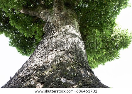 I look up at a big tree Royalty-Free Stock Photo #686461702