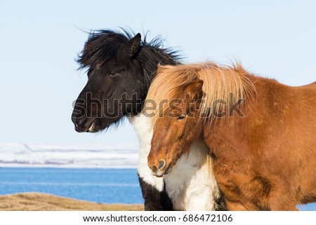 Icelandic pony farm animal, Iceland natural landscape background