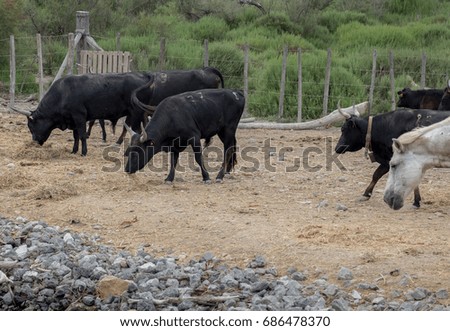 White horses and bullfighting black bulls. Camargue Park on delta Rhone River, France