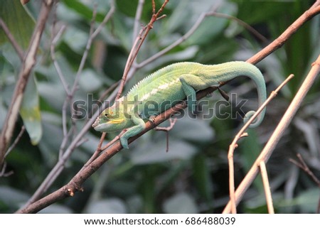 Green chameleon (Chamaeleo chamaeleon)